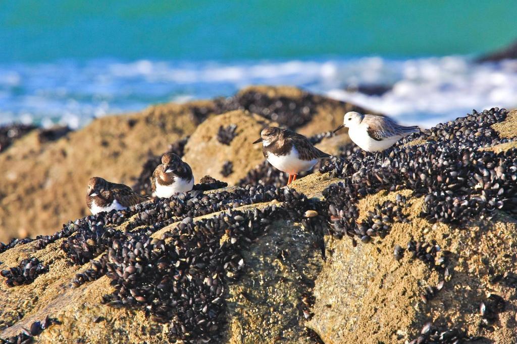 Casas E Quintas De Praia Barra Eksteriør billede